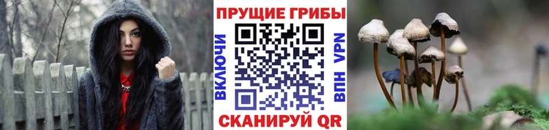 Купить закладки  Гуково  Псилоцибиновые грибы Psilocybe 